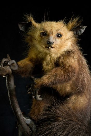 Media type: image;   Mammalogy 14647